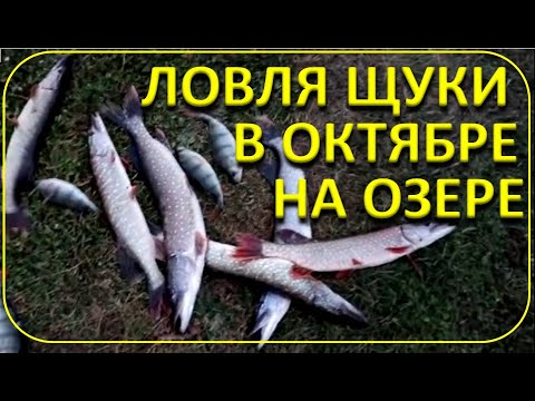 Видео: Ловля щуки на озере в Октябре