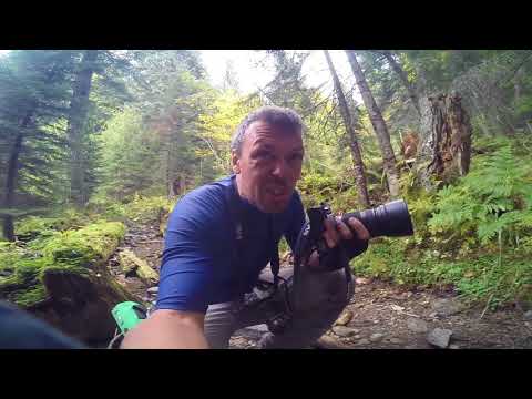 Видео: Фотоохота с подхода в горном лесу наглядно - принципы, советы, мастер-класс