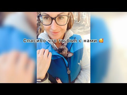 Видео: Пятая часть с брабусом￼