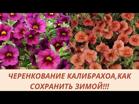 Видео: Калибрахоа! Петуния! Зимовка в домашних  условиях! Черенкую.Укореняю.Обзор черенков.