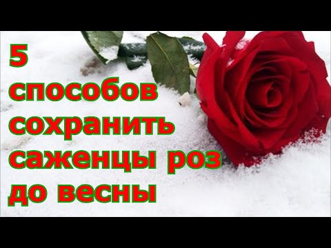 Видео: Как сохранить саженцы роз до весны до посадки в грунт / Правильное хранение зимой не высаженных роз