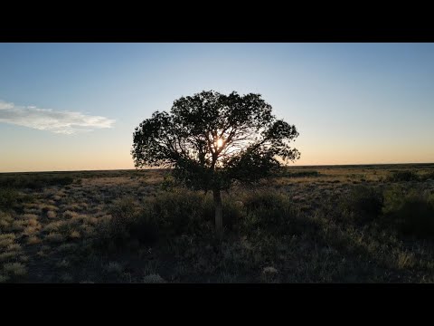 Видео: Программа "Хочу в Балхаш" о туранговой роще.