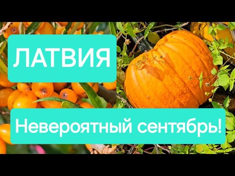 Видео: Мой последний урожай.Теплая осень. Латвия