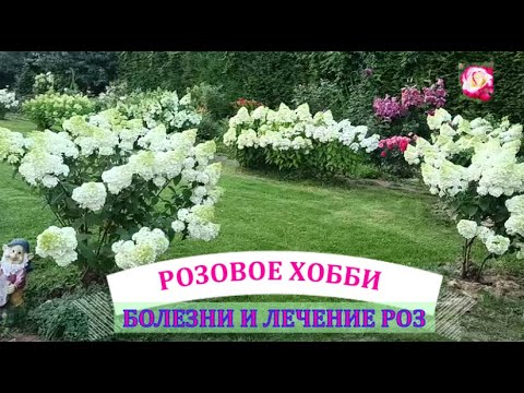 Видео: БОЛЕЗНИ РОЗ И ЛЕЧЕНИЕ