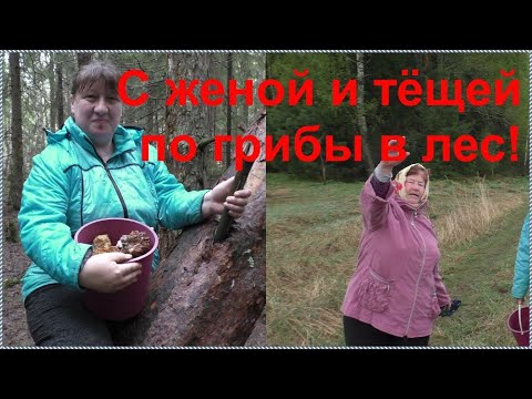 Видео: Взял ЖЕНУ и ТЁЩУ по ГРИБЫ в ЛЕС! Набрали ПОЛНЫЕ КОРЗИНЫ ГРИБОВ!