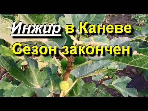 Видео: Инжир в Каневе. Инжир на балконе. Начинаю избавляться от "хлама".   2024 10 24