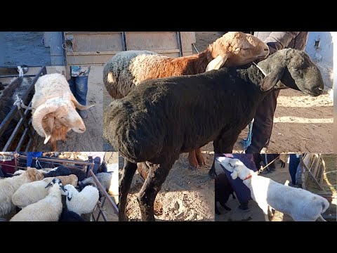 Видео: ХОРАЗМ ШОВОТ ЧОКЛИ КУЙ БОЗОРИ 10.10.2025 НАРХЛАРИ #нархлари#хоразмкуйбозори#хоразм 