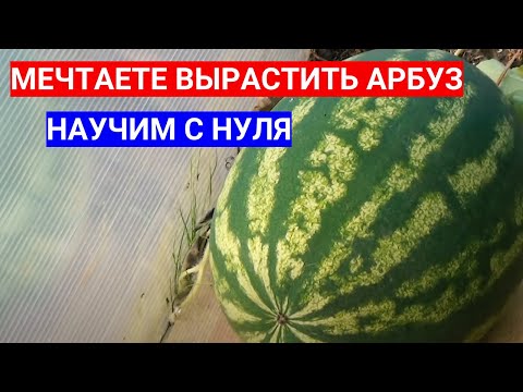 Видео: КАК ПОСАДИТЬ АРБУЗ НА РАССАДУ - ОЧЕНЬ ПОДРОБНО ПРО ВЫРАЩИВАНИЕ АРБУЗА ИЗ СЕМЕЧКА
