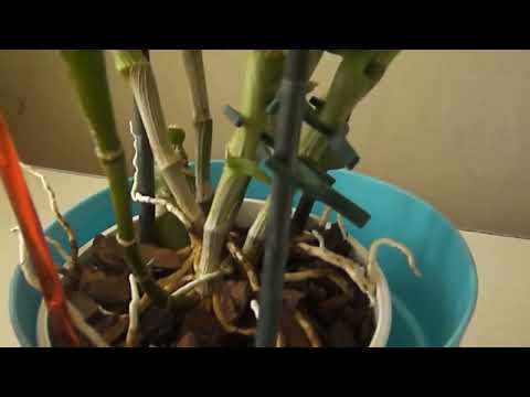 Видео: Как заставить цвести дендробиум нобиле ч.1