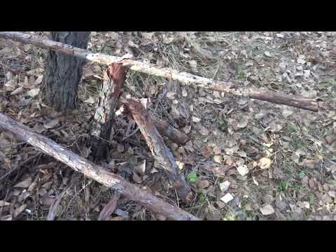 Видео: Чай по таежному или немного жидкого здоровья. Проверка солонца. Видео 4К