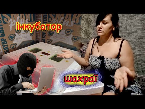 Видео: Інкубатор Рябушка Смарт Турбо придбали, більше курчат/Шахраї на ОЛХ