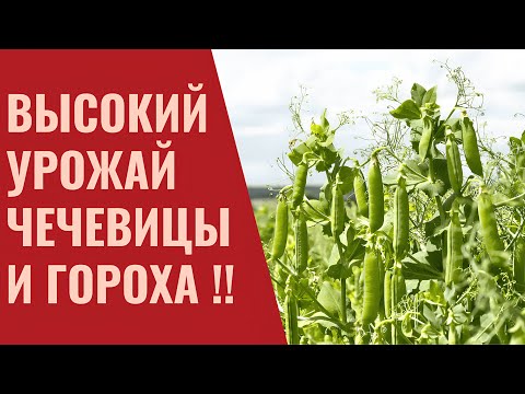 Видео: Как получить МАКСИМАЛЬНЫЙ урожай Гороха и Чечевицы. Минеральное питание. Листовые подкормки.