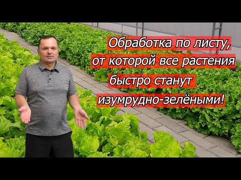 Видео: Все растения быстро зазеленеют- очень эффективная обработка по листу!