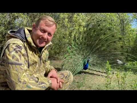 Видео: Интересно о павлинах !
