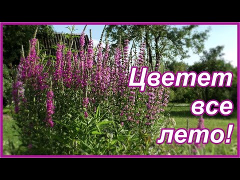 Видео: Дербенник иволистный в саду. Садовые сочетания и партнеры дербенника..