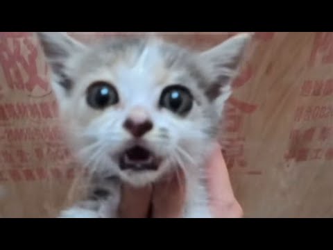 Видео: Она была бродячим котёнком — теперь у неё есть дом, полный любви