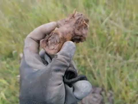 Видео: Коп металла, в поле. ⛏️