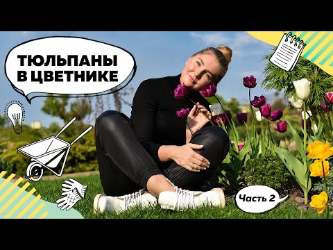 Видео: Тюльпаны | Цветение тюльпанов | Клумба с тюльпанами | Цветник с тюльпанами | Когда сажать тюльпаны?