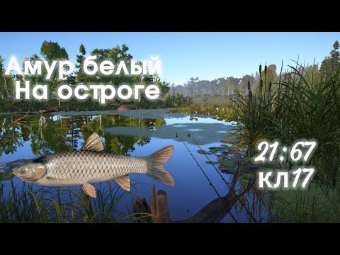 Видео: ТОЧКА НА АМУРА🐟СТАРЫЙ ОСТРОГ🙂ЛЮТЫЙ ФАРМ 300+ СЕРЫ В ЧАС😱