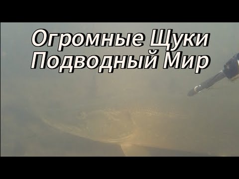 Видео: Щучий РАЙ! ЩУКИ 7КГ+! Подводная Охота. Семейный отдых под водой.