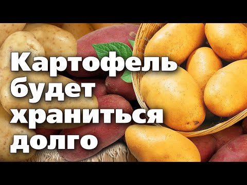 Видео: ВЫКАПЫВАЕМ И ХРАНИМ КАРТОФЕЛЬ  Советы опытного агронома