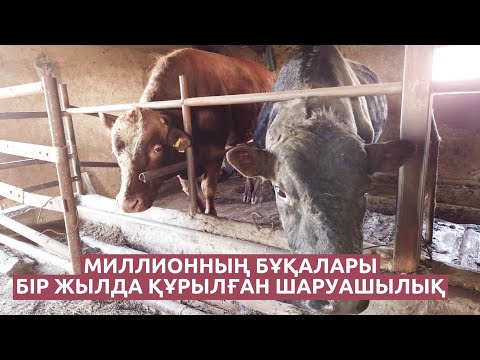 Видео: Тарап қалған ауылға жан бітірген жігіт.Бордақы бұқалар.