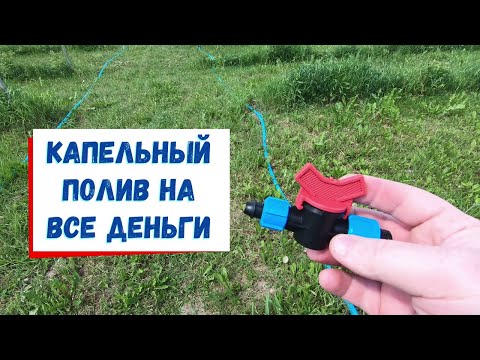 Видео: Новый капельный полив для голубики