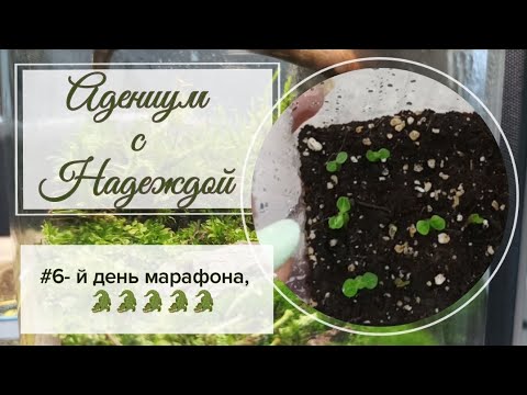 Видео: 6-й день марафона Адениум с Надеждой. Растут мои крокодильчики !