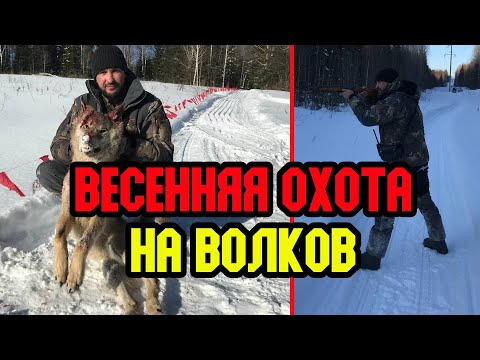 Видео: Очередная успешная охота на волков в окладе. Весна 2021.