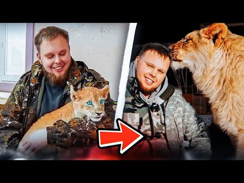 Видео: НУ КАК Я ЕГО БРОШУ? МОЙ ПРИЁМНЫЙ СЫН ЛЬВЁНОК. ЧЕЛОВЕК И ЛЕВ. История дружбы.