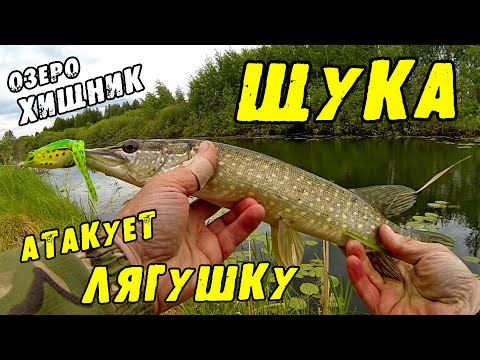 Видео: ЩУКА АТАКУЕТ ЛЯГУШКУ!! Ловля Щуки на поверхностные приманки.