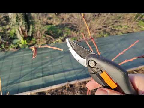 Видео: Резитба на американски боровинки част 1