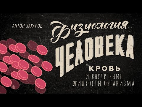 Видео: Человек-бублик! Кровь и внутренние жидкости организма. Физиология человека — 12 урок