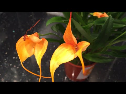 Видео: Экзотическая орхидея Масдеваллия ( Masdevallia) . Теперь и у меня дома))