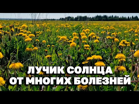 Видео: ИСЦЕЛИТ ОДУВАНЧИК СОХРАНИТ ЗДОРОВЬЕ КАК ЗАГОТОВИТЬ С ПОЛЬЗОЙ ПРИМЕНЕНИЕ @natureMarusya