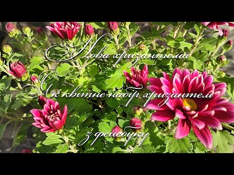 Видео: Моя нова хризантема. Як квітне набір хризантем з фейсбуку.
