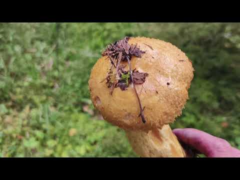Видео: За брусникой в лес на каракате.