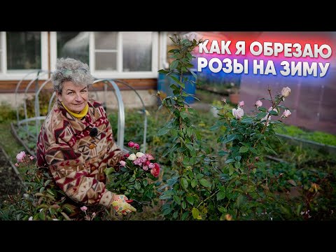 Видео: Как я обрезаю розы на зиму