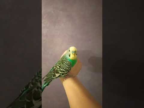 Видео: Как вылечить попугая от пероедов (пухоеды, блохи или вши). Лечение попугая #попугаи #лечениепопугаев