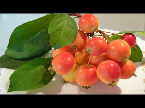 Видео: Варим варенье из ранеток Вкусное Красивое Ароматное Родом из детсва