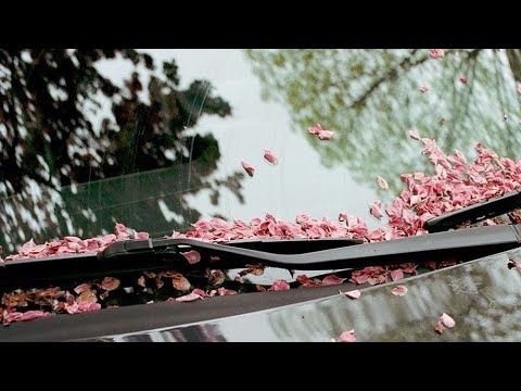 Видео: 6 часть. Родовая программа 🌳🏡✨🌿✨. Материнская линия 🌳🏡🌿✨