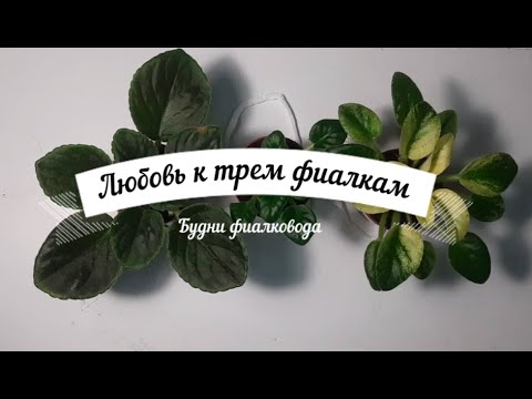 Видео: Будни фиалковода  Пересадка фиалок