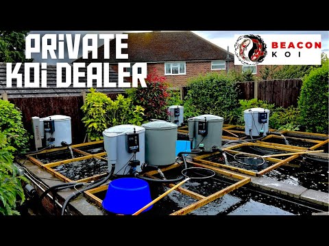 Видео: НЕИЗВЕСТНЫЙ ЧАСТНЫЙ ДИЛЕР КОИ. ПОЗНАКОМЬТЕСЬ С НЕСКОЛЬКИМИ УДИВИТЕЛЬНЫМИ КОИ, ДОСТУПНЫМИ ДЛЯ КУПЛ...