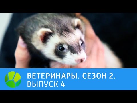Видео: Ветеринары. Роды собаки, черепаха , хорек, лис. 2 сезон | Живая Планета