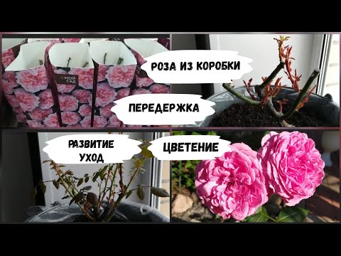 Видео: Роза из коробки. Передержка, уход, цветение.