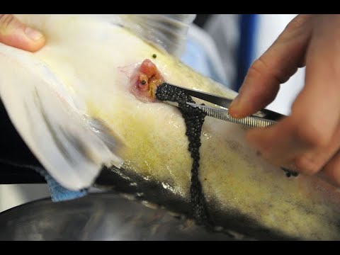 Видео: Искусственное воспроизводство рыб (осетр, карп). Artificial reproduction of fish (sturgeon, carp)