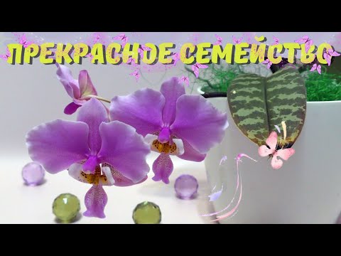 Видео: Орхидейные дочки-матери. Phalaenopsis schilleriana и гибриды с его участием в моей коллекции