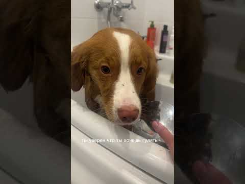 Видео: #dog #toller #puppy #ретривер #funny #толлер #собака #собакадругчеловека