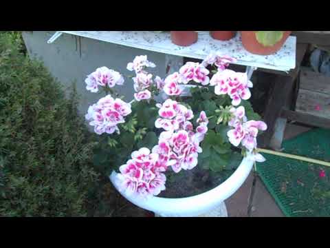 Видео: Осенняя выкопка пеларгонии из земли