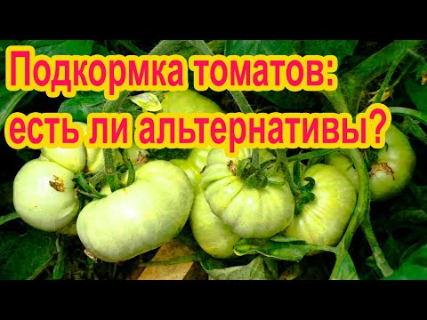 Видео: Чем подкормить томаты прямо сейчас?